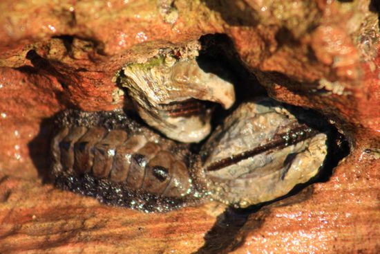 Prähistorische Tierchen. Kann sie grad nicht namentlich benennen. Aber gab´s schon zu Dico´s Zeiten.