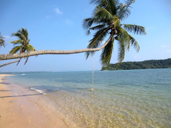 Palme am Meer ohne Frau