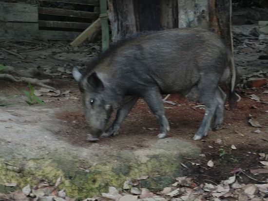 da rennt uns noch ne Wildsau über den Weg