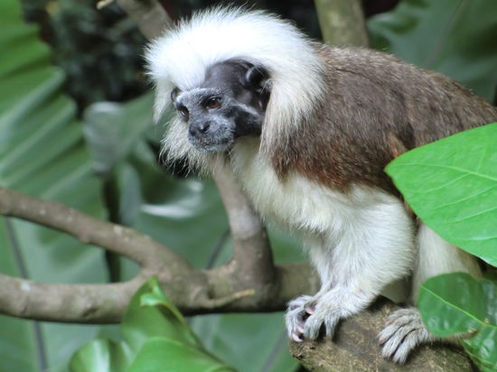 Saguinus oedipus