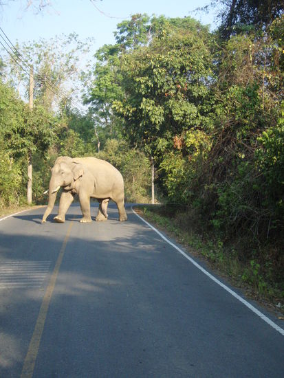 ein Elefant 