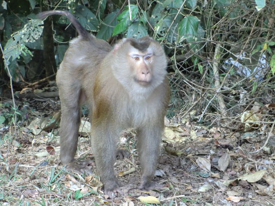 Khao Yai Nationalpark I 1