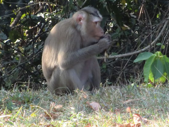 Khao Yai Nationalpark I 2