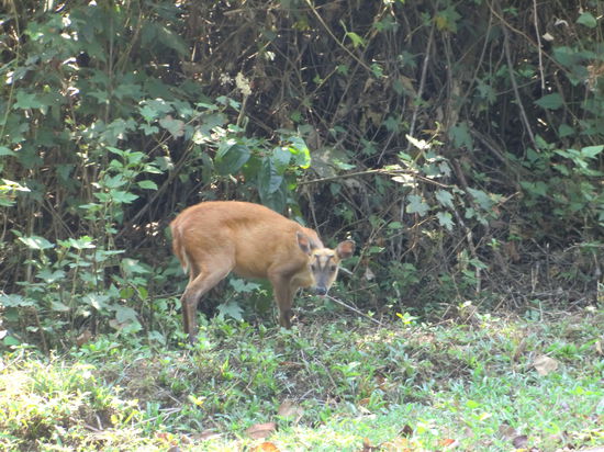 Khao Yai Nationalpark I 29