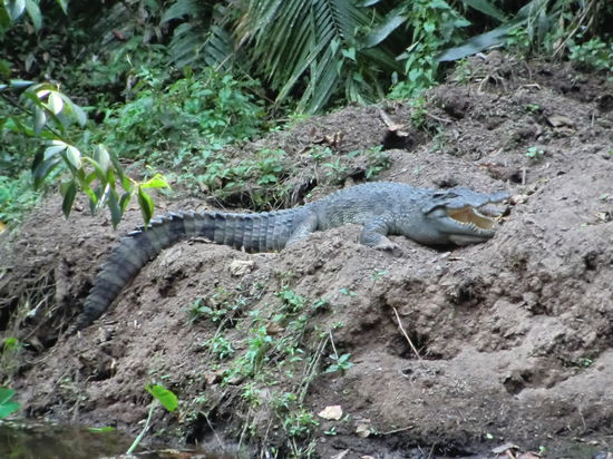 das einzige Krokodil im Park