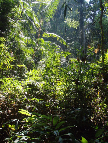 Khao Yai Nationalpark I 36