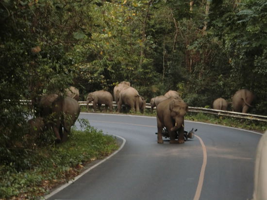 der Elefant tritt nach dem Roller