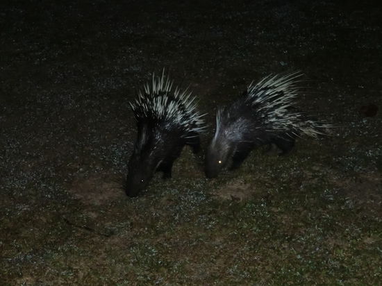 zwei Stachelschweine in der Nacht