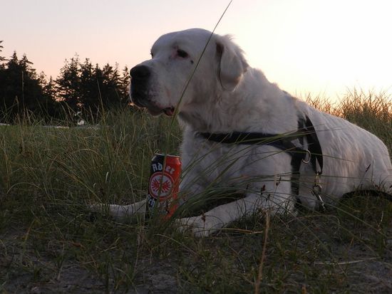 Dogo und der Adlerschoppe