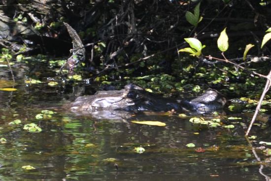 Aligator