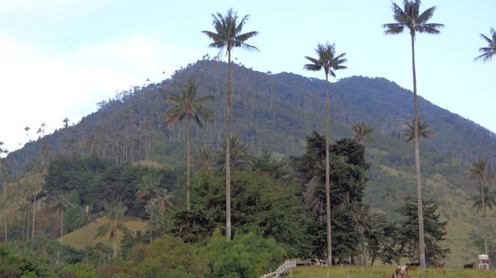 Zweiter Ausflug, Cocora Tal
