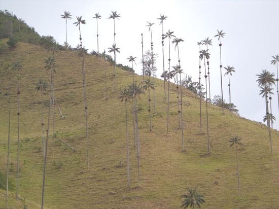 Wachspalmen