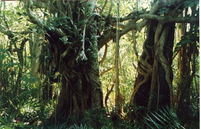 "Urwald" in Auroville