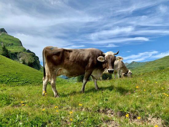 Bild mit Landidylle und Kuh auf der Alm