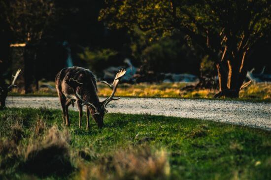 Wildtiere hautnah erleben - auch das ist in der Nähe von Blavand möglich.