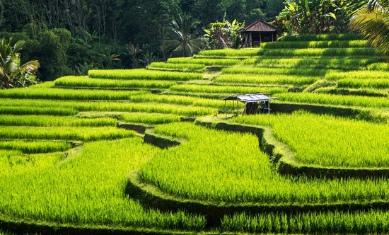 Bali ist berühmt für seine malerischen Reisterassen.
