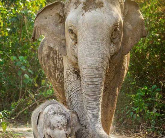 Bild zweier Elefanten