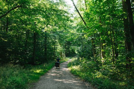 Bild eines Fahrradfahrers ganz allein im Wald von Kollund.