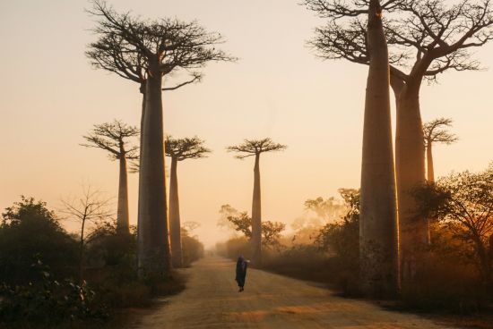 Bild einer Straße in Madagaskar, gesäumt von Baobab-Bäumen.