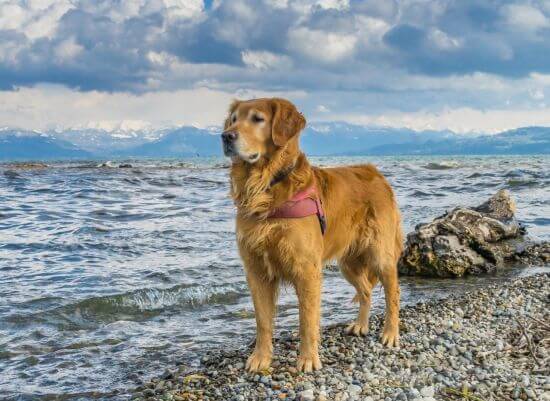 Bild eines Golden Retrievers an einem dänischen Strand