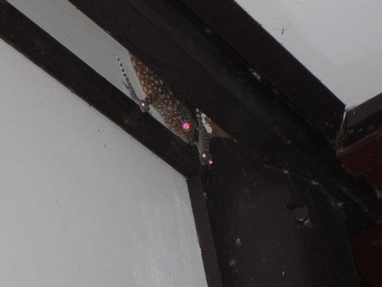 Diese Geckofamilie gehoert auch zu den staendigen Bewohnern der Villa - zum Glueck waren sie nur auf der Terasse und nicht im Zimmer 