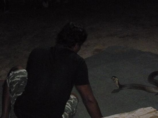 Am Abend waren dann die Schlangenshow (hab mich nicht dichter rangetraut)...