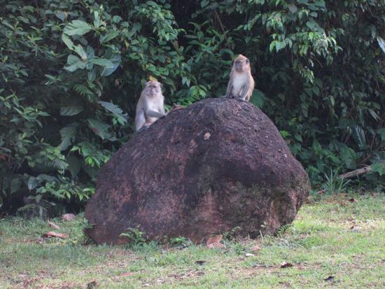 Affen gibt es auf der ganzen Insel. Sie sollen mitunter recht aggressiv sein, wir hatten aber Glueck, sie haben uns nichts geklaut 