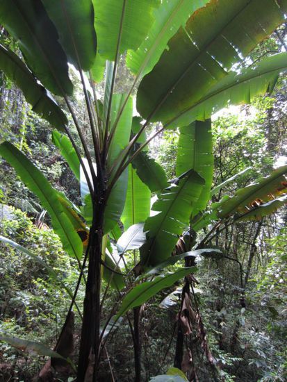 ... riesigen Bananenpflanzen