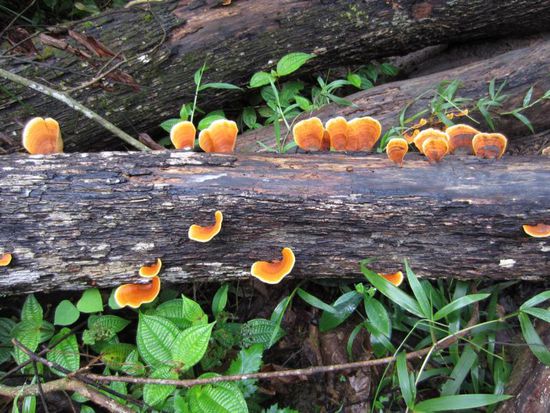 ... Baumpilzen, die wie Schmetterlinge aussahen