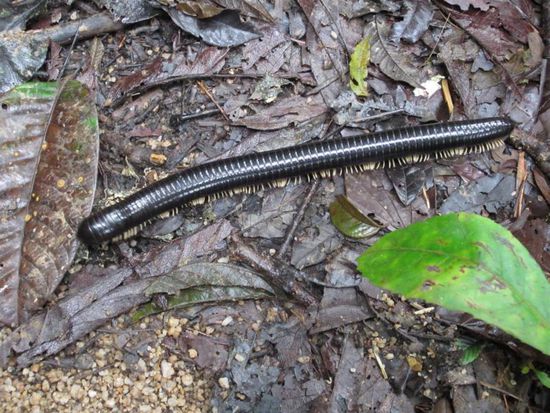 ... und Raupen mit nicht ganz 1000 Fuessen 