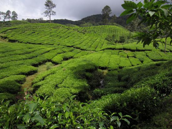... in die traumhaft gruenen Teeplantagen.