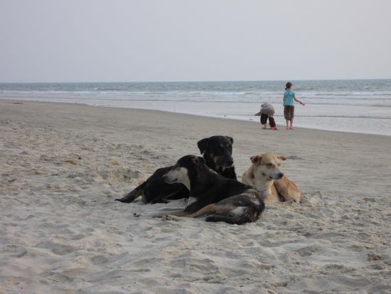... dafuer aber mit vielen lieben Hunden, mitunter 10 auf einen Haufen.