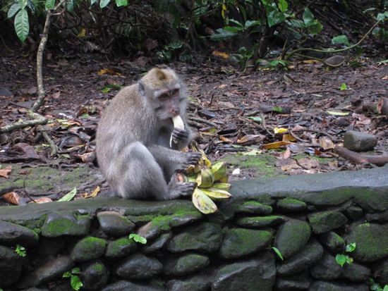 Auch der Monkey-Forrest mit unzähligen Affen lohnt einen Besuch...
