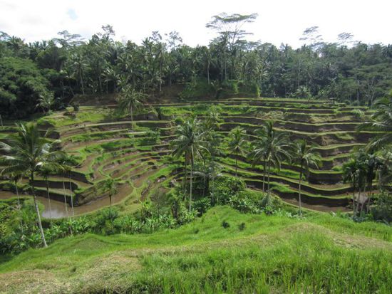 Diese kleine, aber schöne Reisterrasse liegt nur ein paar km außerhalb von Ubud.
