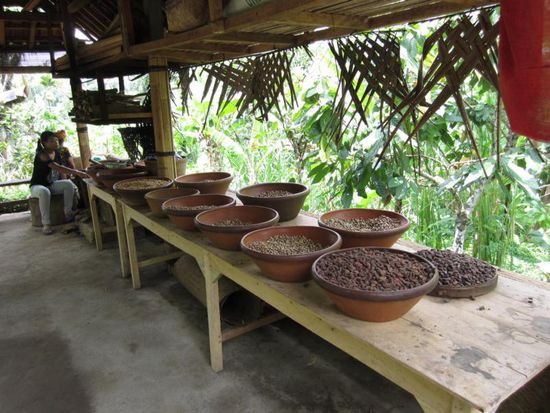 In der Plantage konnte man gut die Etappen der Kaffeeherstellung verfolgen...