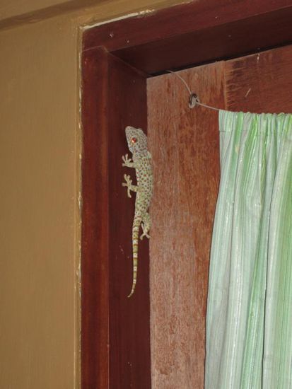 Unser Hausgecko Fred, der mir von seiner Tür aus immer beim Kochen zugeschaut hat.