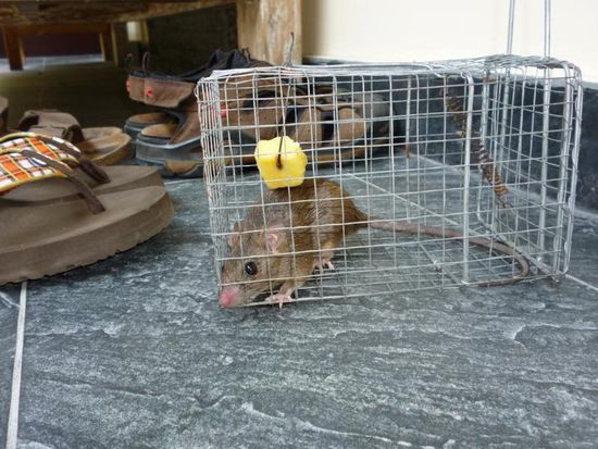 Unser ungebetener Gast, das war wohl sein letztes Stück Käse.