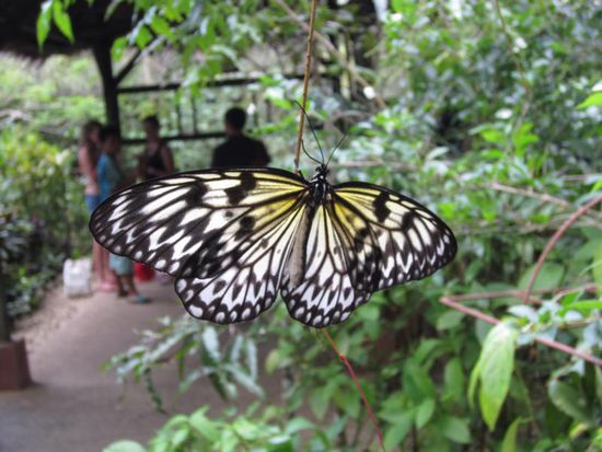 Stopp auf der Schmetterlingsfarm - dies ist der größte Falter der Philippinen.