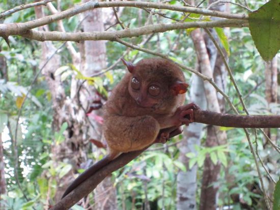 Dann gings zu den süßen kleinen Koboldmakis...