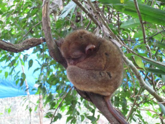 ... sie sind nur faustgroß und schlafen fast immer.