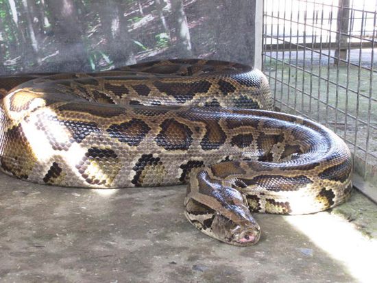 Dieser Python schläft auch, ist aber nicht ganz so süß...