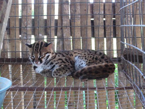 Aber wahrscheinlich ist dieser kleine Asientiger gefährlicher als die satte Schlange.