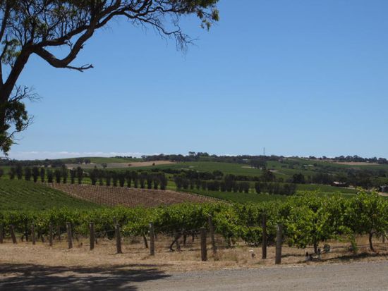 Kleiner, aber schöner ist dagegen das Mc Laren Vale Weingbiet...