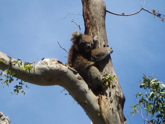 Kurz vor dem Cape Otway sahen wir dann die ersten Koalas.