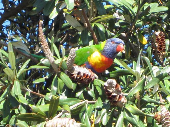 Und mit etwas Glück sieht man dort auch wilde Papageien in den Bäumen.