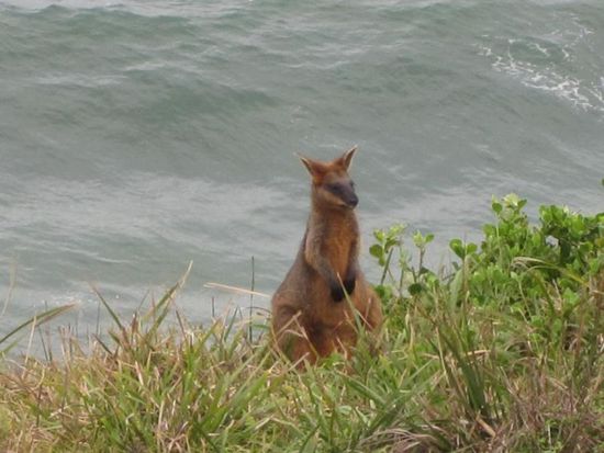 ... an dem sich auch Wallaby´s wohlfühlen. Diese Tiere ähneln den Kängurus, sind aber kleiner und nicht so scheu.