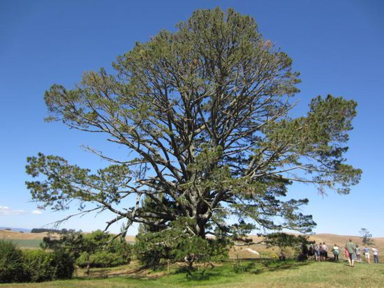 Der berühmte Partybaum, an dem Gandalf sein Feuerwerk veranstaltete.