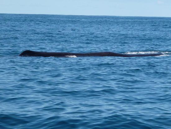 Und kurz danach war es dann soweit - schade, dass man nur eine kleinen Teil des Wals sehen kann.