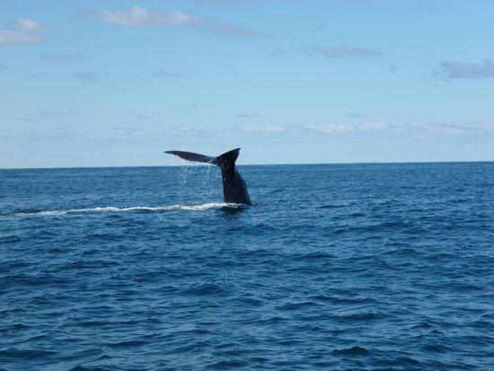 Nach 15 min winkte der Wal noch einmal mit seiner Schwanzflosse und tauchte dann wieder ab.