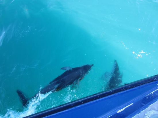 Auf dem Rückweg zum Hafen hat uns eine Gruppe Delfine begleitet.